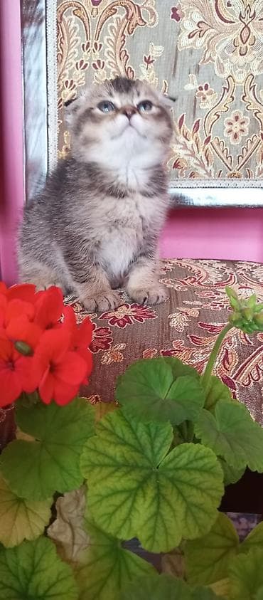 mingəcevir pişik: Şotland — 8