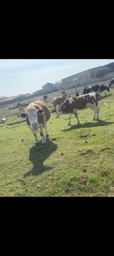 inek satislari: Simental və Holştayn növlərinə oxşayan iri buynuzlu mal-qara sürüsü — 3