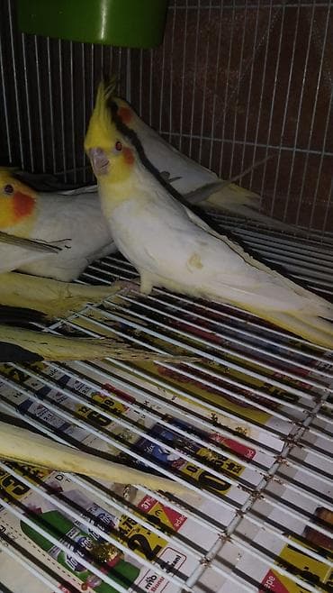 Nimfa (Cockatiel) tutuquşları - Rəng: sarı-ağ (lutino/cream)