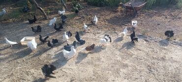 simmental inək satılır: Məhsul: müxtəlif növ ev göyərçinləri Təsvir: - Rənglər: ağ, qara — 5