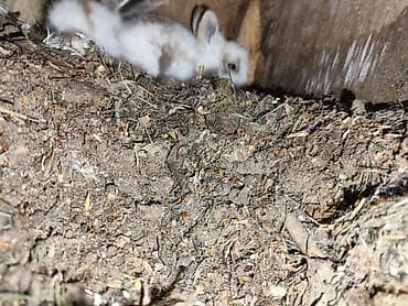 ağ dovşan: Karlik bala dovşanlar bala dovşanlar satılır dovşanlar dovşan — 3