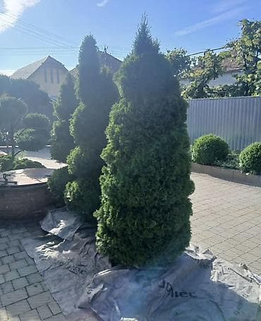 gulleri: Aylıq bagban axtaranlar elaqe saxlasın Thuja dekorativ ağacları – — 2