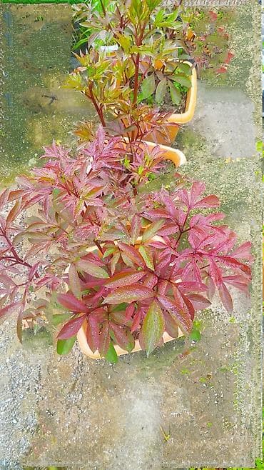 novruz gülü: Pion gülü CORA STUBBS– iki rəngli, iri, ətirli güllər - Növ — 2