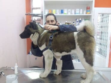 вызов ветеринара на дом: İtlərə və pişiklərə qulluq.daşınması və gəzdirilməsi. (çimizdirilməsi — 1