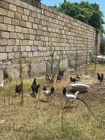 Heyvanlar: Salam çolpalar satılır 10eded çox alana endirim olacaq - Açıq havada — 4