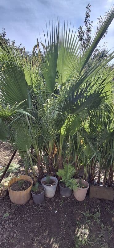 mal dili bitkisi: Çöl bitkiləri — 2