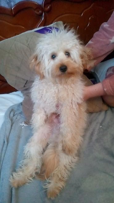 Yumşaq tüklü, kiçik ölçülü ev iti. Açıq krem–ağ rəng palitrası lalafo.az -da Yumşaq tüklü, kiçik ölçülü ev iti. Açıq krem–ağ rəng palitrası