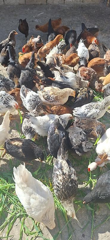 kend cucesi: Toyuq cücələri, Damazlıq — 8