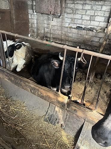 inek cinsleri: Dişi, Simental, il: 3, Südlük — 4