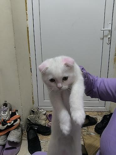 heyvan sekilleri: Scotish fold 250man.a alinib 8ayliqdir bütün esyalariyla birgə — 4