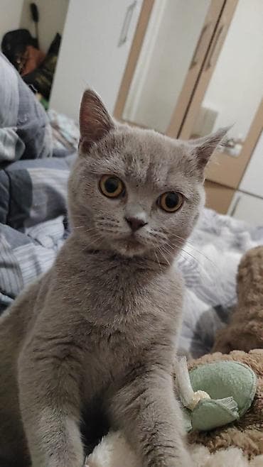 pisik latok: Britan, Erkək, Yaxşı əllərə, Ödənişli çatdırılma — 4