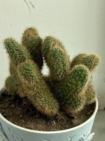 Buket güllər: Kaktus növləri hər qiymətə. Barter olar quş növləriylə. Tutuquşu Toyuq — 3