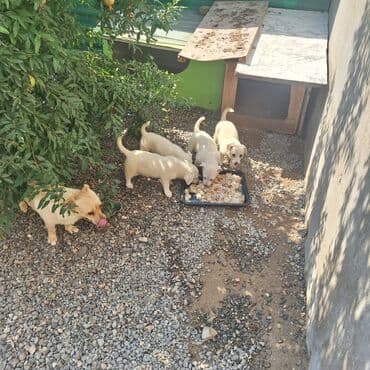 отдам собаку в хорошие руки: Звонок, 5 месяцев — 3