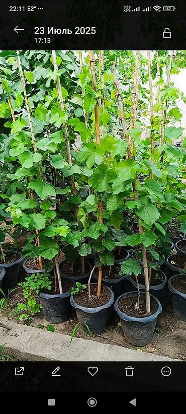 bitki guli: Üzüm tingləri – qablarda - Növ: üzüm (şpalerə dırmaşan çoxillik — 1