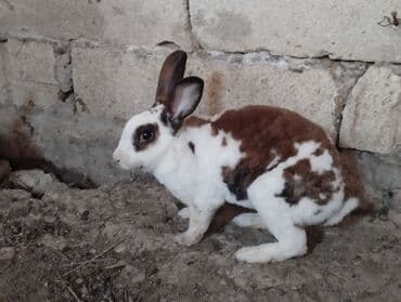 Cins Dovşanlar yerli dovşan deyillərçəkiləri 3.500 civarı olur lalafo.az -da Cins Dovşanlar yerli dovşan deyillərçəkiləri 3.500 civarı olur