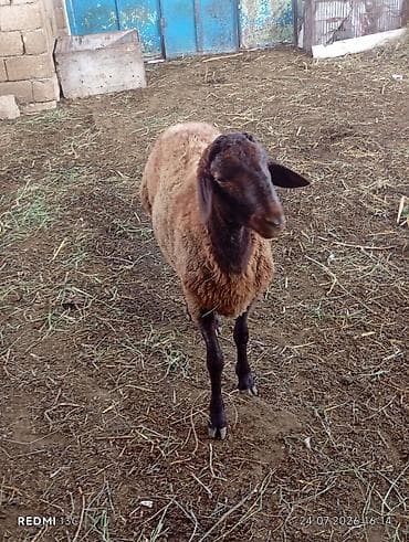 Qala qocu super qocdu 1 ilikdir super qoyun surmeyi var 70 kiloya — 1