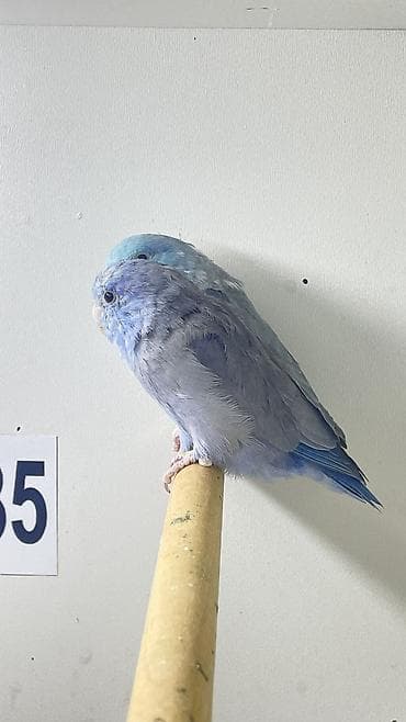 Птицы: Məhsul: Parrotlet (cırtdan tutuquşu) – mavi rəng mutasiyası — 4