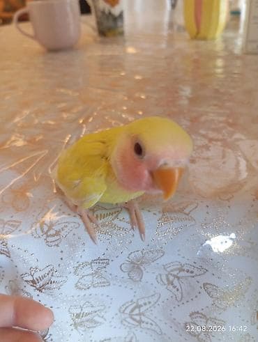 akvarium az: 🐦 Sevgi (nerazlucnik) papuqayı balaları satılır 🐣 Şəkildə gördüyünüz — 5