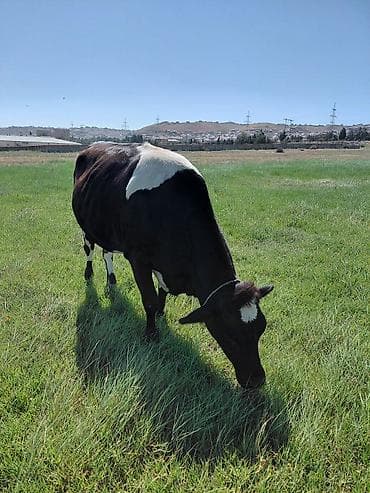 süd sağan aparat inək: Anqus cinsine mexsusdur 1 yaş 6 ayliqdir hal hazirda boğaz deyil.hem — 5
