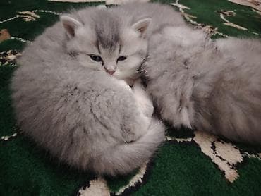 Pişiklər: Britan — 6