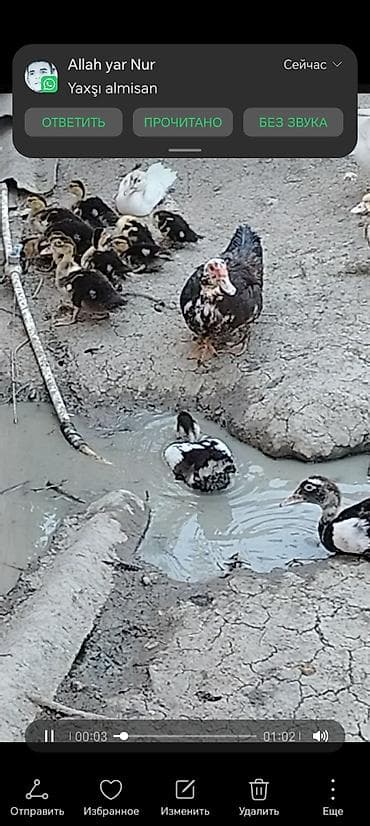Muskovy ördəkləri və balaları - Cins: indoutka (Muskovy ördək), ağ və lalafo.az -da Muskovy ördəkləri və balaları - Cins: indoutka (Muskovy ördək), ağ və