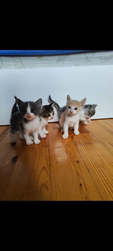 отдам кошку в хорошие руки: Sevimli pişik balaları sahibləndirilir — 1