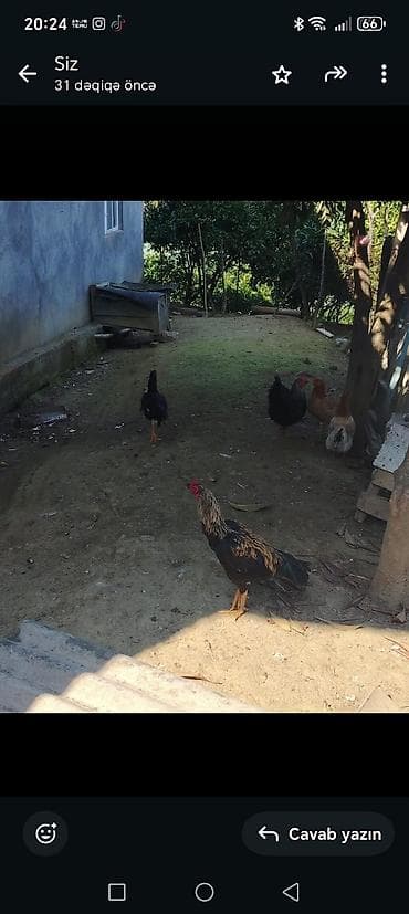 qaz nece gune bala cixarir: Salam 1 ədəd Avestroloq. 2 ədəd herati döyüşkən xorur.1 ədəd də.yerli — 2