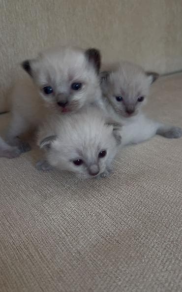 Siam, Erkək, Dişi lalafo.az -da Siam, Erkək, Dişi