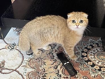 Qızıl şinşilla, Dişi