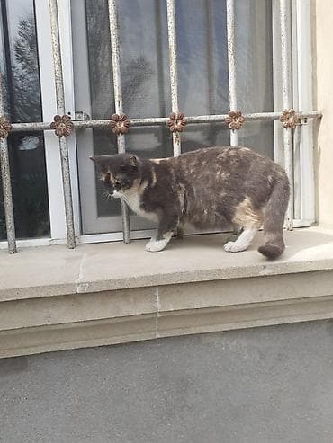 quru pişik yemi: Dişi, Yaxşı əllərə — 1