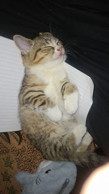 cins pişik: Erkək — 5