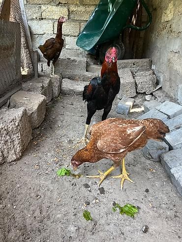 Toyuq, Damazlıq lalafo.az -da Toyuq, Damazlıq