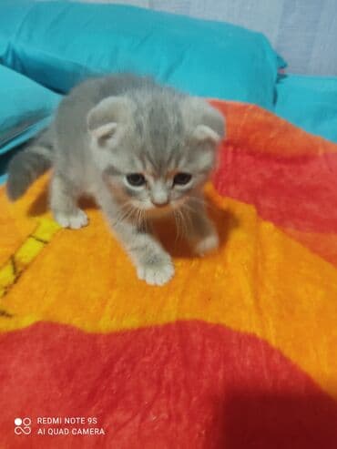 mingəcevir pişik: Şotland, Erkək, Dişi, Yaxşı əllərə, Ünvandan götürmə — 17