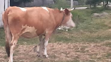 Mal-qara: Ikinci qarına doğacaq təmiz qan smental düyə satılır — 1