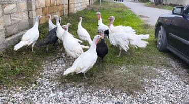 Digər kənd təsərrüfatı heyvanları: Erkək, Ətlik — 5