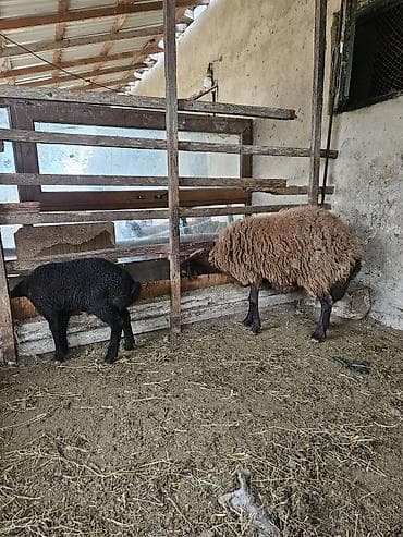 Atlar: Qoyun ana-bala cütü - Cins: Yerli qaragül tipli (qara quzu — 5