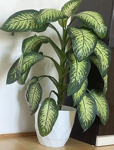 diffenbaxiya bitkisi haqqında: Dieffenbaxiya (Dieffenbachia) – dekorativ yarpaqlı otaq bitkisi - — 2