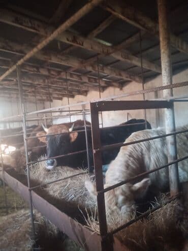 Toyuqlar: Erkək, il: 1, 10 kq, Ətlik, Ünvandan götürmə — 3