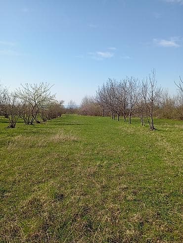 80 sot, Tikinti, Barter mümkündür, Bələdiyyə