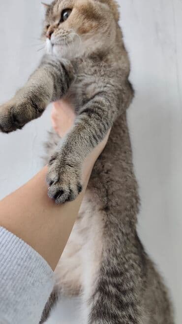 Heyvanlar üçün mallar: Qızıl şinşilla, Erkək, Yaxşı əllərə, Ödənişli çatdırılma — 8