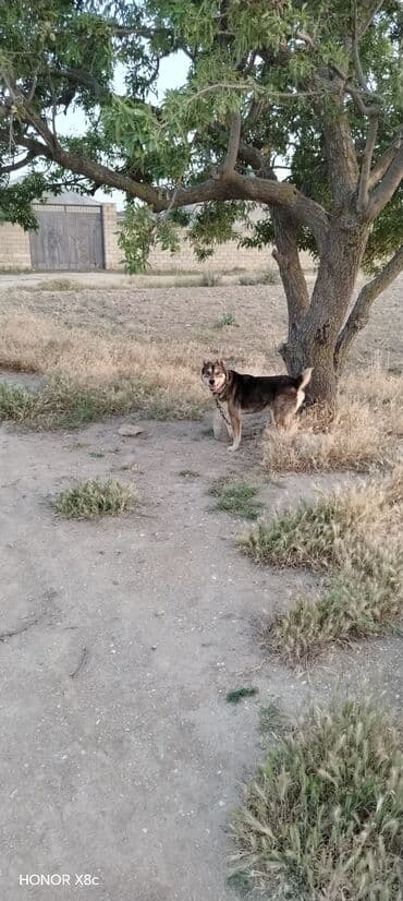 qapi iti: 3 il, Erkek, Peyvəndli, Ünvandan götürmə — 10