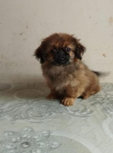 barter itlə: Pekines, 2 ay, Peyvəndli, Ödənişli çatdırılma — 3