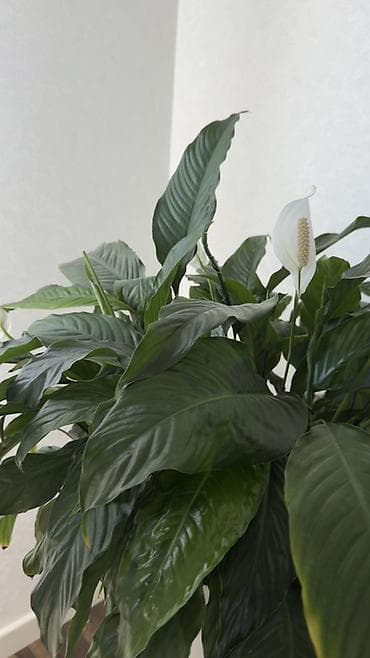cut bitkisi: Spathiphyllum (Sülh zanbağı) – böyük, sıx yarpaqlı, dekorativ otaq — 4
