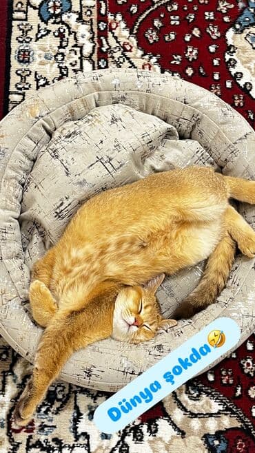 pişik əşyaları: Şinşilla, Erkək, Yaxşı əllərə, Ünvandan götürmə — 3