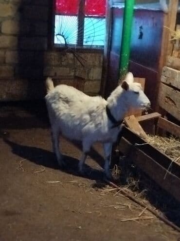 Ağ rəngli balaca cins keçi - Süd və ət istehsalı üçün uyğun