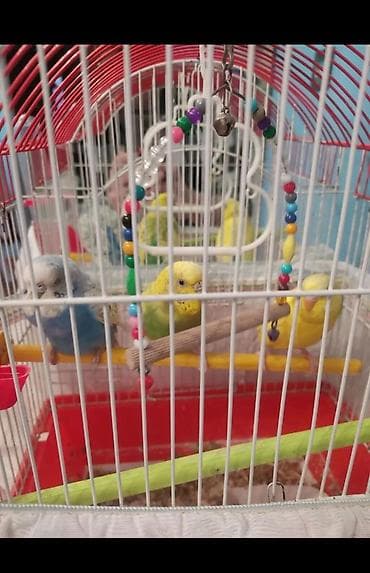 Попугаи: 2 disi bir erkek. Qefesle birge qiymeti 40 manat. Videolarida var — 10