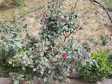 balaca gul buketleri: Məhsul: Qırmızı gül kolu (çalı forması) Təsvir: - Canlı, parlaq — 4