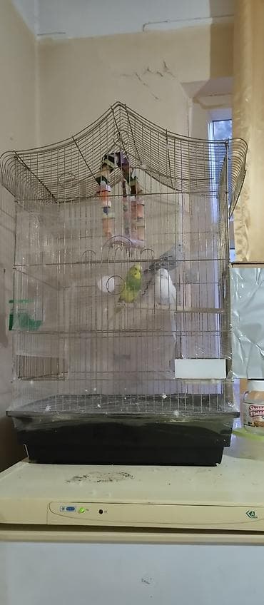 qəfes: Setka qarışığ 80 m tek tek biri 12 m - Növ: dalğalı tutuquşu (seçmə — 3