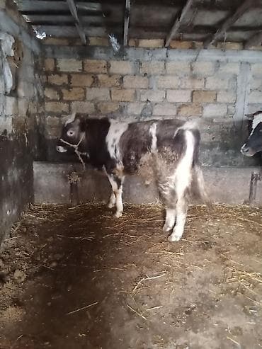 Dana, buzov, Erkək, ay: 8, Damazlıq lalafo.az -da Dana, buzov, Erkək, ay: 8, Damazlıq