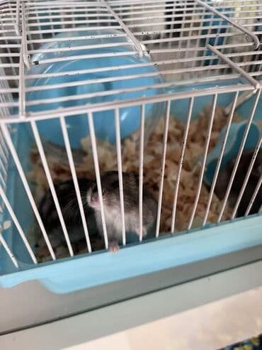 клетки для морской свинки: 3 Hamster 2 erkek 1 dişi və qəfəs dəsti — 1